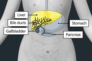 Diagram of the stomach area with labels showing the liver, stomach, gallbladder and pancreas. The liver is highlighted to show it can be affected by liver cancer.